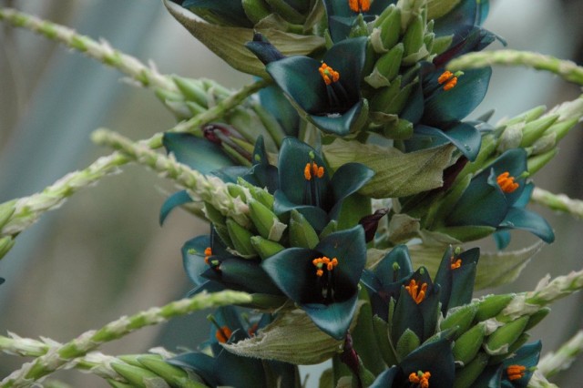 Puya alpin (Puya alpestris)