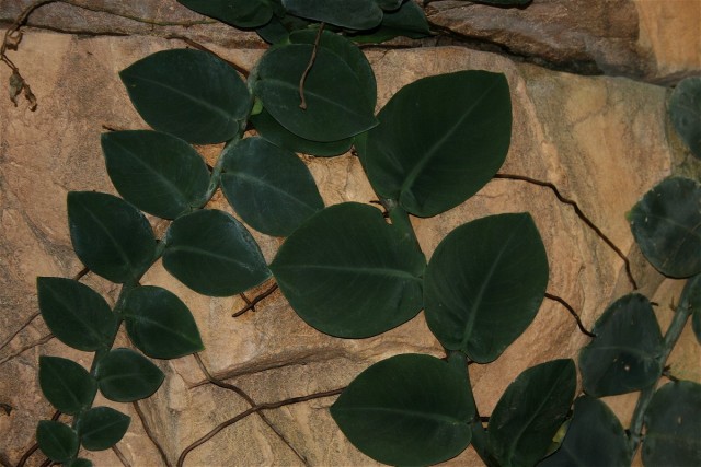 Rafidophora ist eine kraftvolle und schnell wachsende Pflanze, die regelmäßig beschnitten werden muss