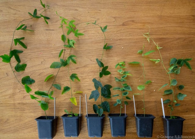 Indoor- und Gartenpassiflora vermehren sich hauptsächlich vegetativ