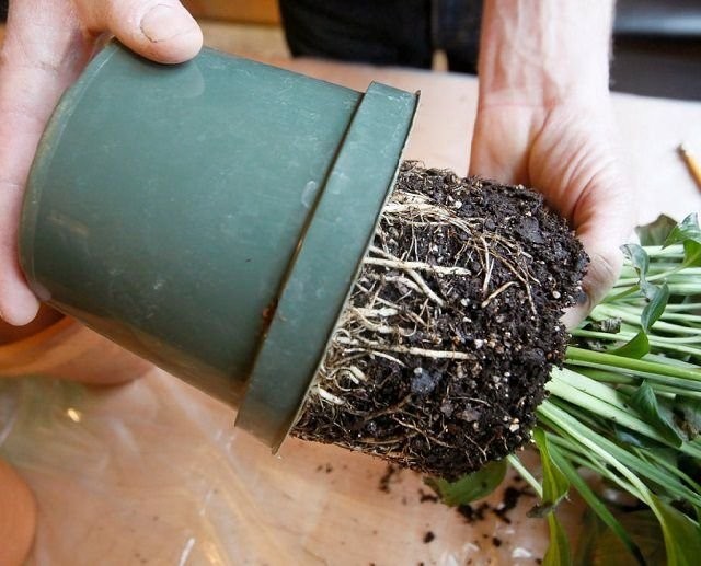 Beim Umfüllen wird die Pflanze vorsichtig aus dem Topf genommen und, ohne die Erde abzuschütteln, in ein größeres Gefäß umgefüllt
