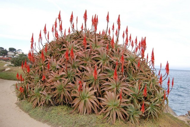 Aloebaum in der Natur