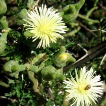 Weißblütige Mesembryanthemum oder weißblütige Aptenie (Mesembryanthemum geniculiflorum)