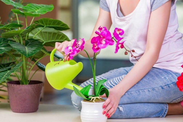 Für eine Orchidee müssen Sie zunächst versuchen, akzeptable Bedingungen für Wachstum und Entwicklung zu schaffen.