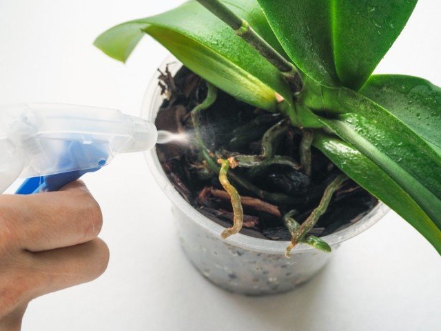 Zum Blattdressing wird die Lösung in eine Sprühflasche oder einen Sprüher gegossen und die Orchideenblätter befeuchtet