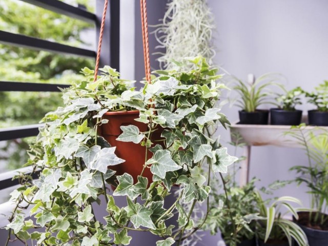 Absolut alle Zimmerpflanzen werden im Frühjahr von frischer Luft profitieren.