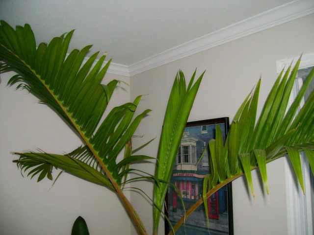Indoor-Gioforbes-Palmen bis 2 m hoch, aber trotzdem groß und voluminös