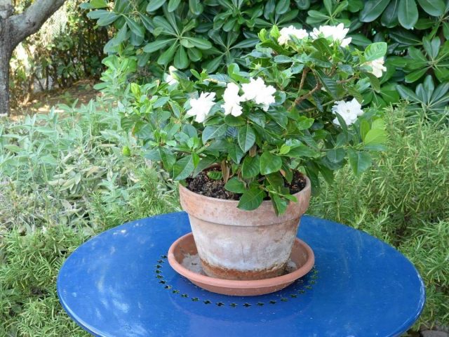 Gardenia regal oder Jasmin (Gardenia jasminoides)