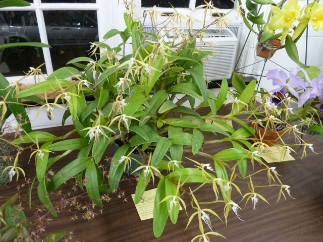 Epidendrum-Zilien (Epidendrum ciliare)