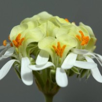 Pelargonium-Orchidee (Pelargonium ochroleucum)