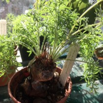 Pelargonienrübe (Pelargonium rapaceum)