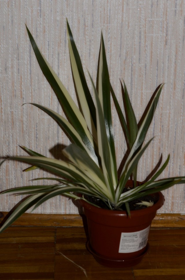 Neomarica bunt (Neomarica variegata)