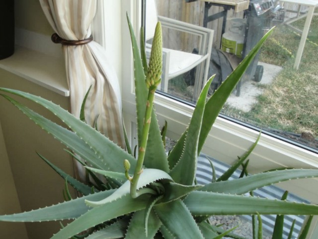 Sobald ein Blütenpfeil aus der Blattachsel erscheint, wird die Temperatur im Raum allmählich erhöht oder die Pflanze in einen wärmeren Raum gebracht.