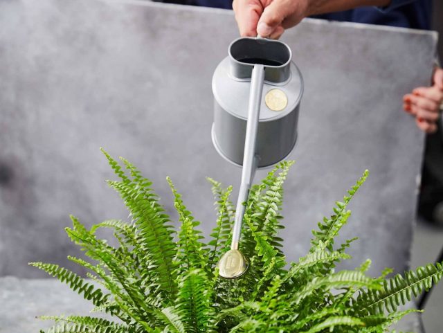 Zum Gießen empfiehlt es sich, eine praktische, speziell für Zimmerpflanzen konzipierte Gießkanne mit Streudüsen zu verwenden