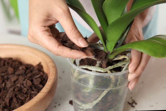 Um zu verhindern, dass das spezielle Substrat für Orchideen erschöpft und sich verschlechtert, müssen sie regelmäßig umgepflanzt werden.