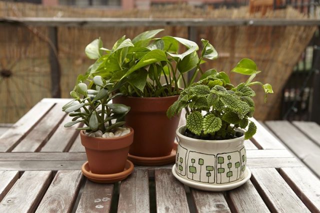 Zimmerpflanzen im Garten können überall in Bereichen platziert werden, die ausreichend vor Wind und kalter Zugluft geschützt sind