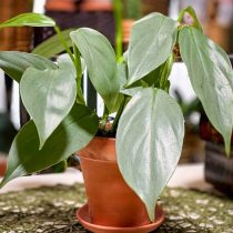 Philodendron-Lanze (Philodendron hastatum)