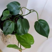 Efeu-Philodendron (Philodendron hederaceum)