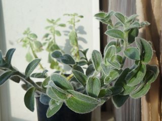 Tradescantia sillamontana ist als Zimmerpflanze spektakulär