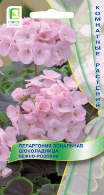Pelargonium zonale "Shokoladnitsa Sanftes Rosa"