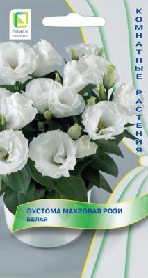 Frottee-Eustoma "Rosy White"