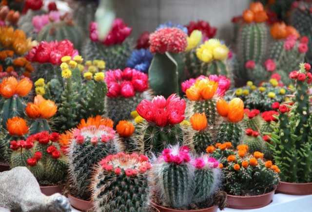 20 Indoor-Kakteen & Sukkulenten mit auffallend schönen Blüten - Pflege