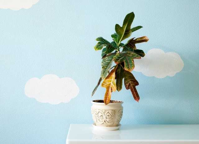 25 Zimmerpflanzenprobleme, die durch Blätter identifiziert werden können – Pflege