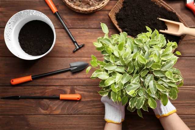 5 Hauptregeln für das Umpflanzen von Zimmerpflanzen im Frühjahr - Schöne Zimmerpflanzen