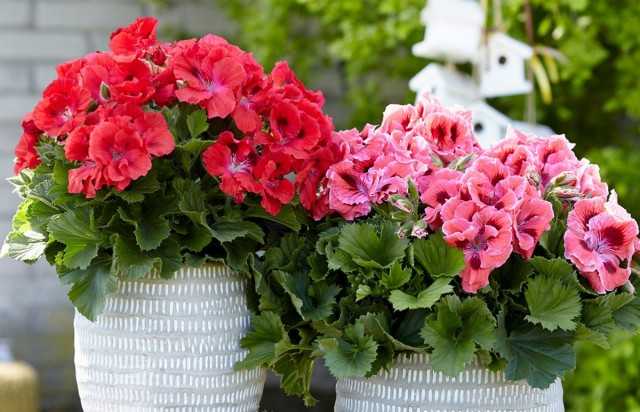 5 kurzlebige Zimmerpflanzen mit üppiger Sommerblüte - Pflege