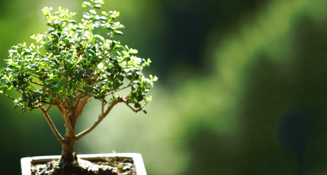 6 beste Pflanzen für Bonsai