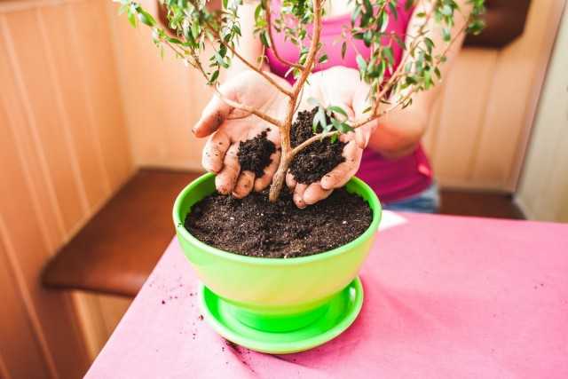 7 Sünden, die Zimmerpflanzen dir nicht verzeihen werden – Schöne Zimmerpflanzen