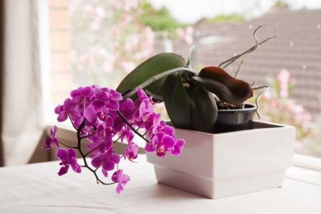 7 Tipps zur grundlegenden Orchideenpflege für Anfänger - wachsen und pflegen