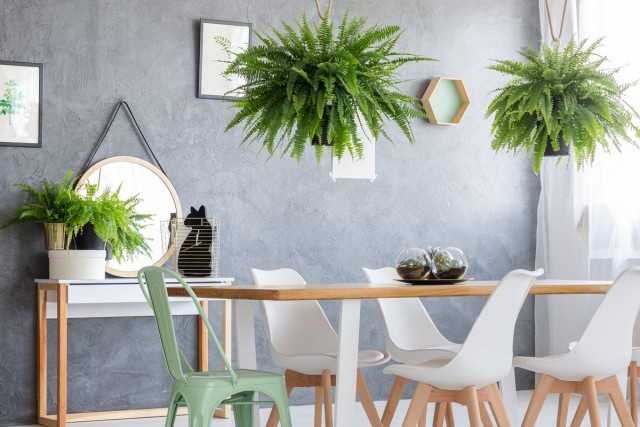 8 spektakulärste Zimmerfarne - wunderschöne Zimmerpflanzen