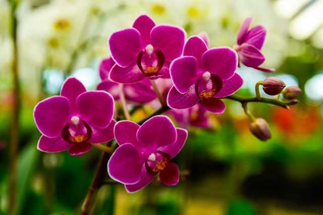 "Aminosol for Orchids" - ein flüssiger organischer Dünger mit einem vollen Aminosäurenkomplex - Schöne Zimmerpflanzen