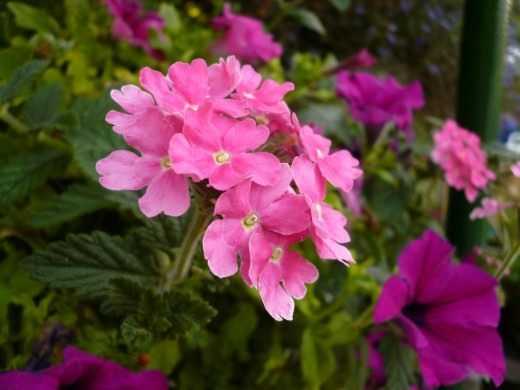Blumen für Balkone und Loggien - Pflege