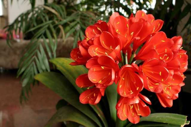 Clivia - Indoor-Langleber unter blühenden Blumen-Pflege