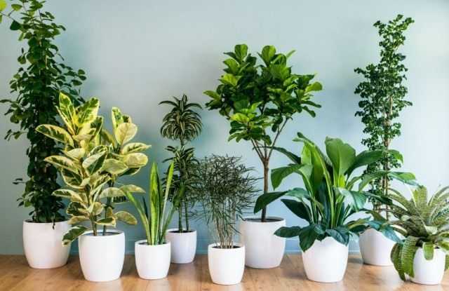 Die 10 beliebtesten Zimmerpflanzen
