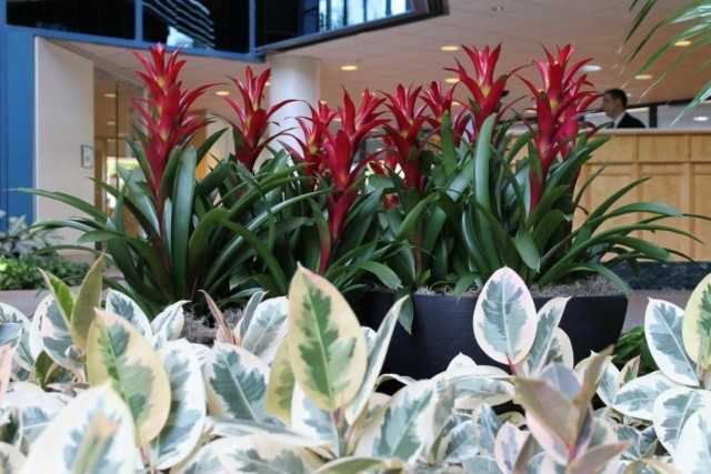 Die besten Pflanzen für ein kaltes Foyer und Flur