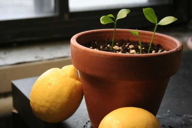 Einen Zitronenbaum zu Hause anbauen - wachsen und pflegen