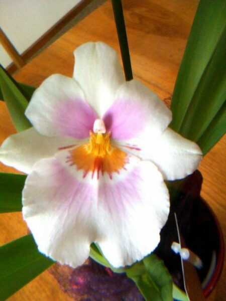 Es ist einfach, eine Orchidee zu züchten - Pflege
