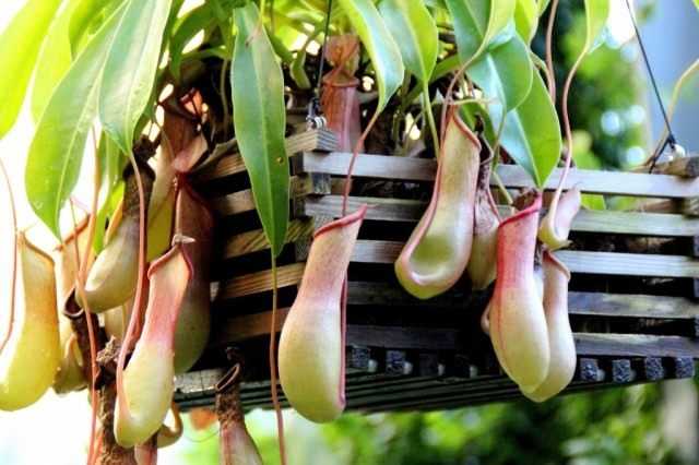 Nepentes - eine fleischfressende Pflanze zu Hause anbauen - wachsen und pflegen