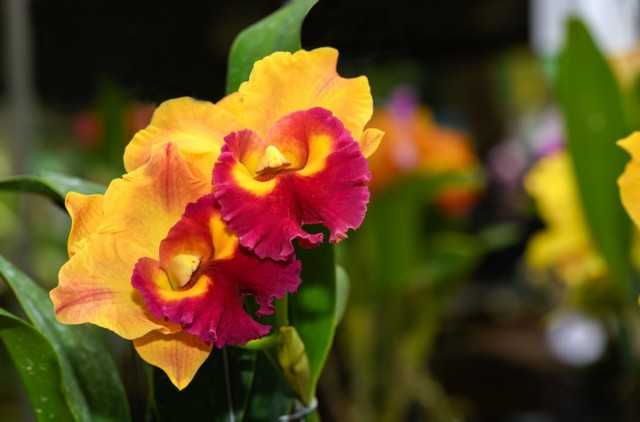 Orchideen mit Früchten und exquisiter Parfüm-Pflege