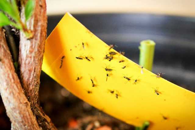 Pilzmücken - wie schützt man Zimmerpflanzen und Setzlinge? Pflege
