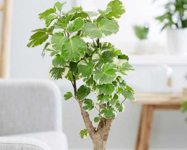 Polisias - bunt, festlich und unprätentiös - Wunderschöne Zimmerpflanzen