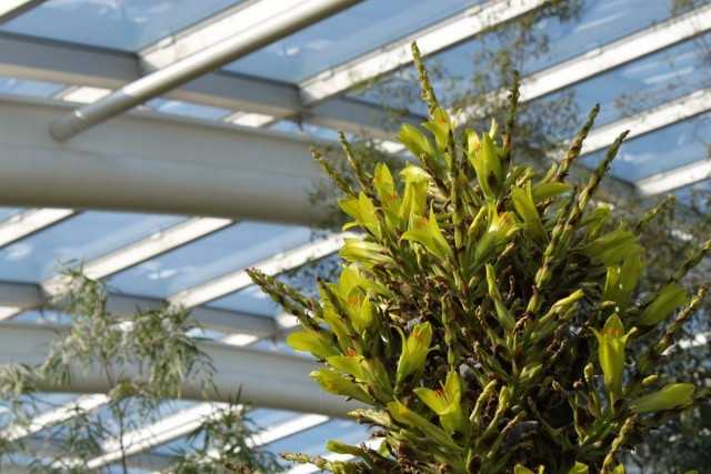 Puia - Exotischer Riese der Bromelien - Schöne Zimmerpflanzen