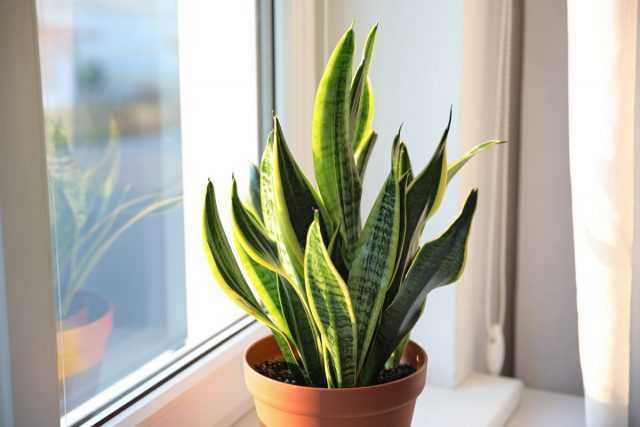 Sansevieria ist eine extrem winterharte Pflanze für die Innendekoration-Pflege
