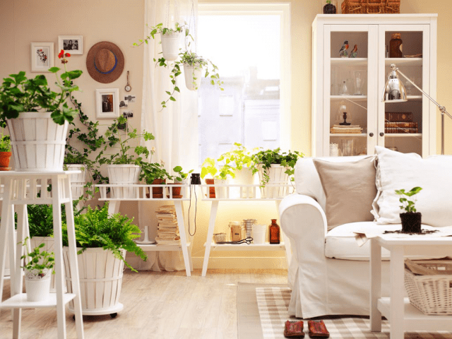 Sommerzimmerpflanzenpflege – wachsen und pflegen
