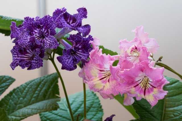 Streptocarpus - Lang anhaltende Blüte bei minimaler Pflege - Schöne Zimmerpflanzen