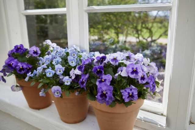 Viola auf dem Balkon und in den Zimmern – Vor- und Nachteile Pflege