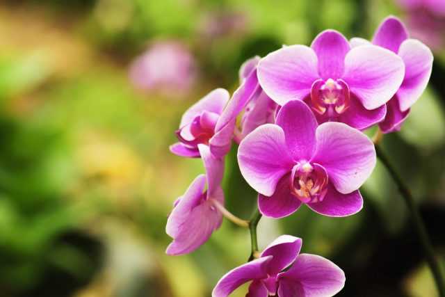 Was sollte der Boden für Orchideen sein? Pflege