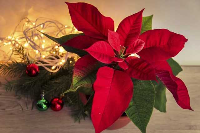 Weihnachtsstern ist die wichtigste Zimmerpflanze des Winters - Schöne Zimmerpflanzen